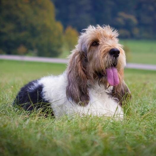 Grand griffon sale basset